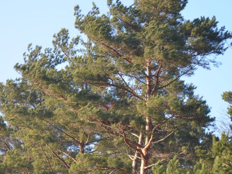 klausfliegen 2015  