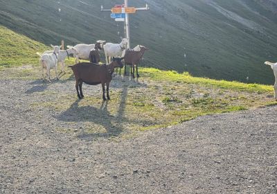 Tschentenalp 2026